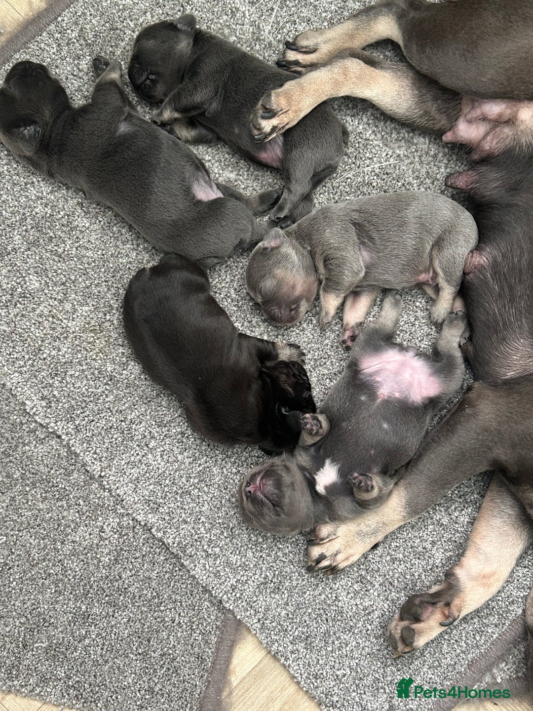 French Bulldog dogs for sale: Fluffy carriers - Image 8