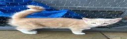 Mixed Breed cats for sale: Female shorthair kitten  in Grimsby - Advert 2