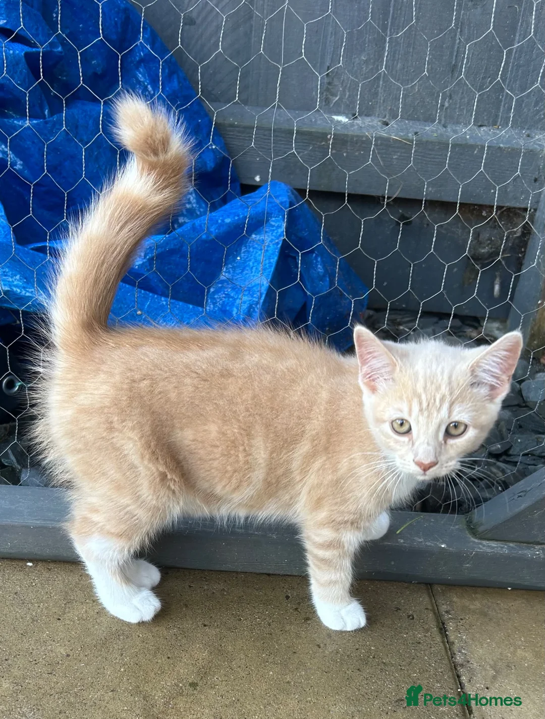 Mixed Breed cats for sale: Female shorthair kitten  in Grimsby - Advert 2