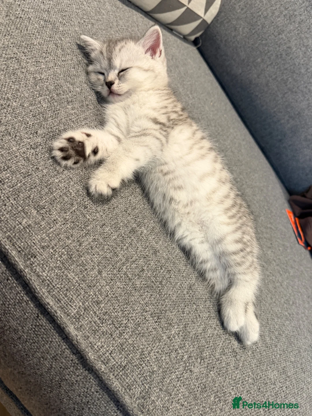 British Shorthair cats for sale: 2 x White & Grey British Short Hair Kittens  - Advert 5