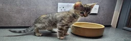 Mixed Breed cats for sale: Litter of lovely kittens available now - Advert 8