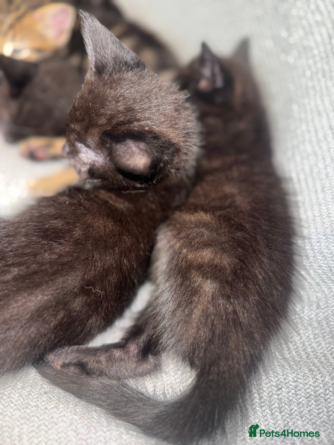 Mixed Breed cats for sale: Last 2 beautiful black marked kittens READY NOW - Image 13