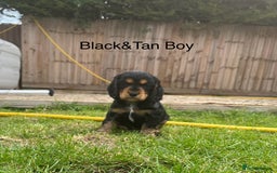 Cocker Spaniel dogs for sale: Beautiful Cocker Spaniel Puppies  - Image 7