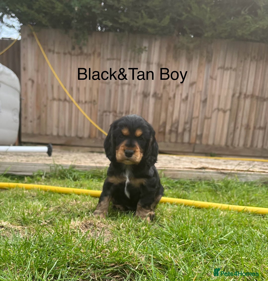 Cocker Spaniel dogs for sale: Beautiful Cocker Spaniel Puppies  - Image 7