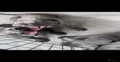 Staffordshire Bull Terrier dogs - Advert 6