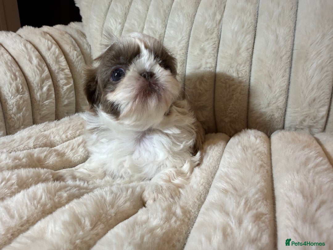 Shih Tzu dogs for sale: Imperial Shih Tzu – Last Puppy Reduced price  - Advert 4