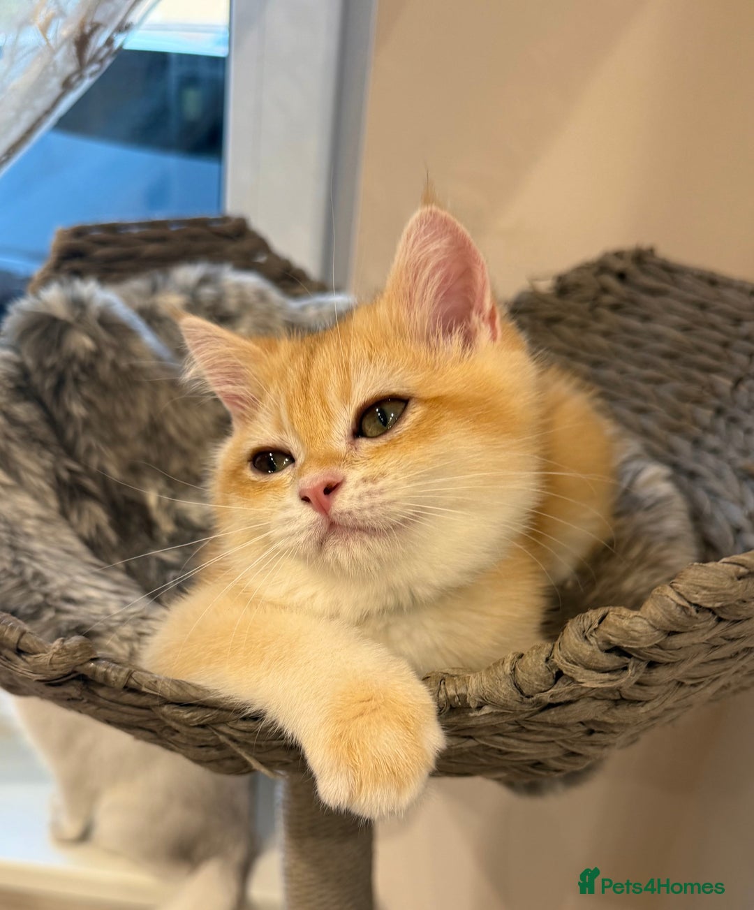 British Shorthair cats for sale: 🔥Exceptional GCCF pedigree golden BSH - Image 2