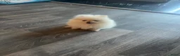 Pomeranian dogs for sale:  **  Pomeranian puppy in Swanley - Advert 9