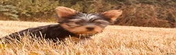 Yorkshire Terrier dogs for sale: SMALL GIRL ONE LEFT - Advert 9