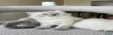 Ragdoll 1