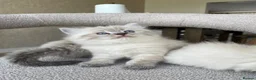 Ragdoll cats for sale: Fluffy Ragdoll kittens, 3 beautiful boys   - Advert 2