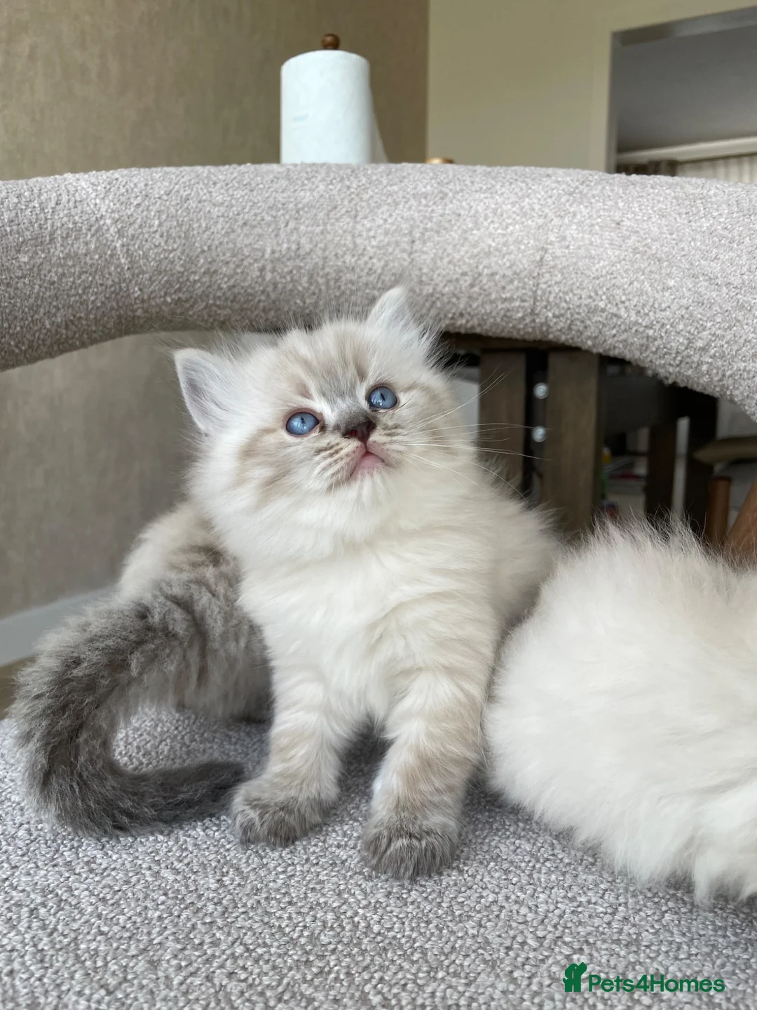 Ragdoll cats for sale: Fluffy Ragdoll kittens, 3 beautiful boys   - Advert 2