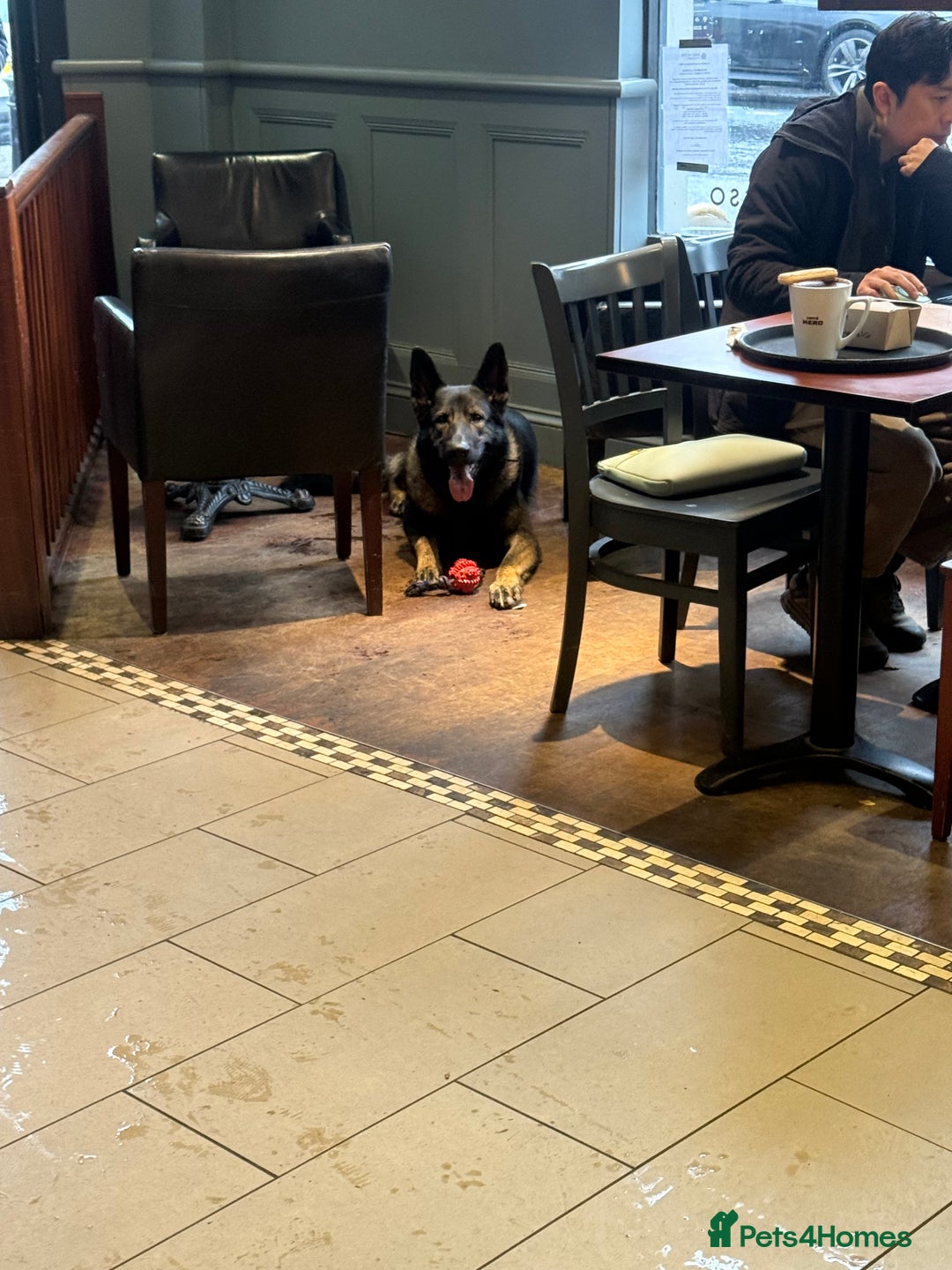 German Shepherd dogs for sale: Working Line German shepherd Dog - Advert 5