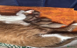 British Shorthair cats for sale:  Tica cinnamons BSH kittens - Image 11