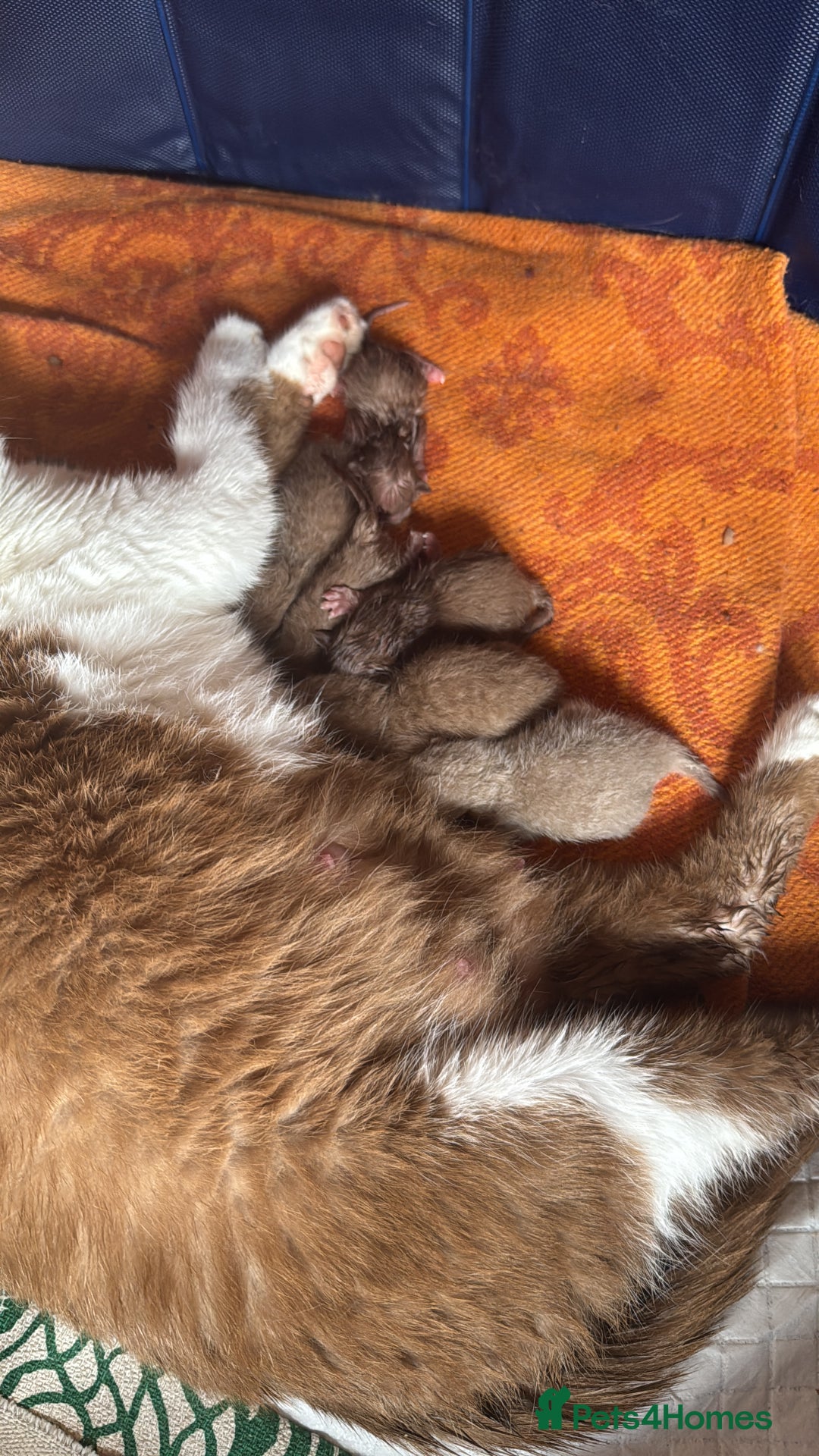 British Shorthair cats for sale:  Tica cinnamons BSH kittens - Image 11
