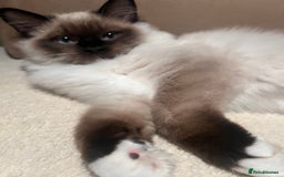 Ragdoll cats for sale: 3 month male ragdoll - Advert 9