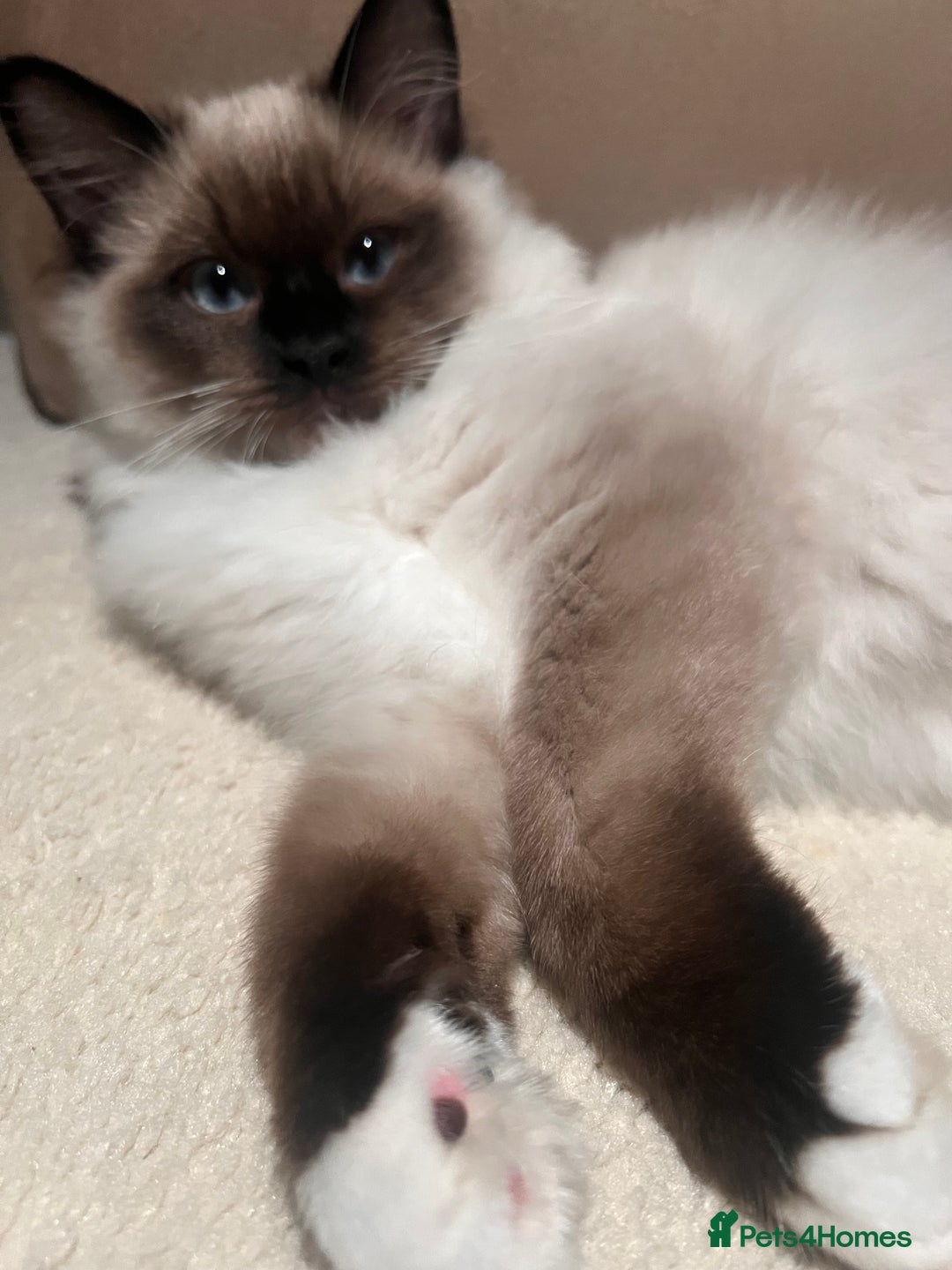 Ragdoll cats for sale: 3 month male ragdoll - Advert 9