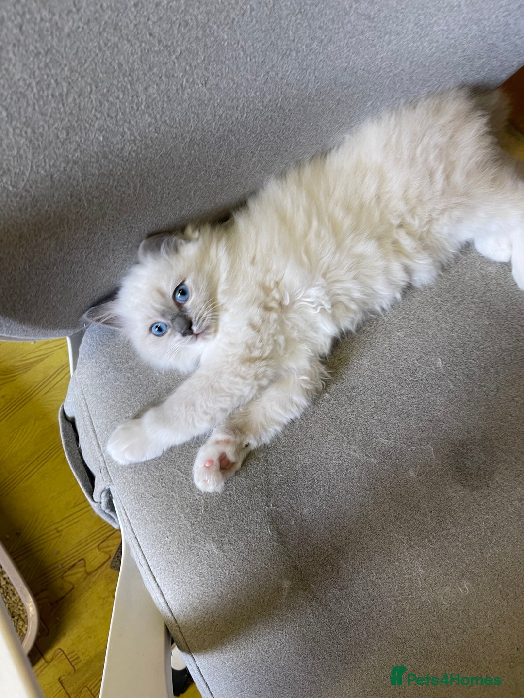 Ragdoll cats for sale: Female kitten become available! Pure Ragdoll in Derby - Image 31