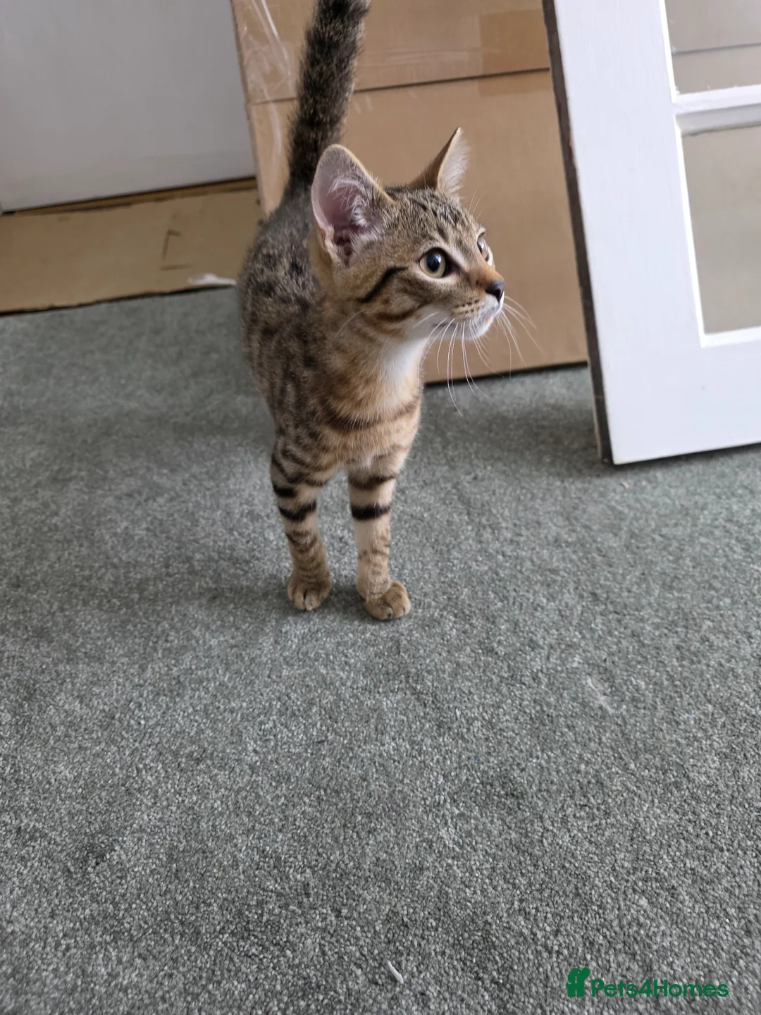 Bengal cats for sale: Cross Bengal Kitten in Bootle - Advert 4