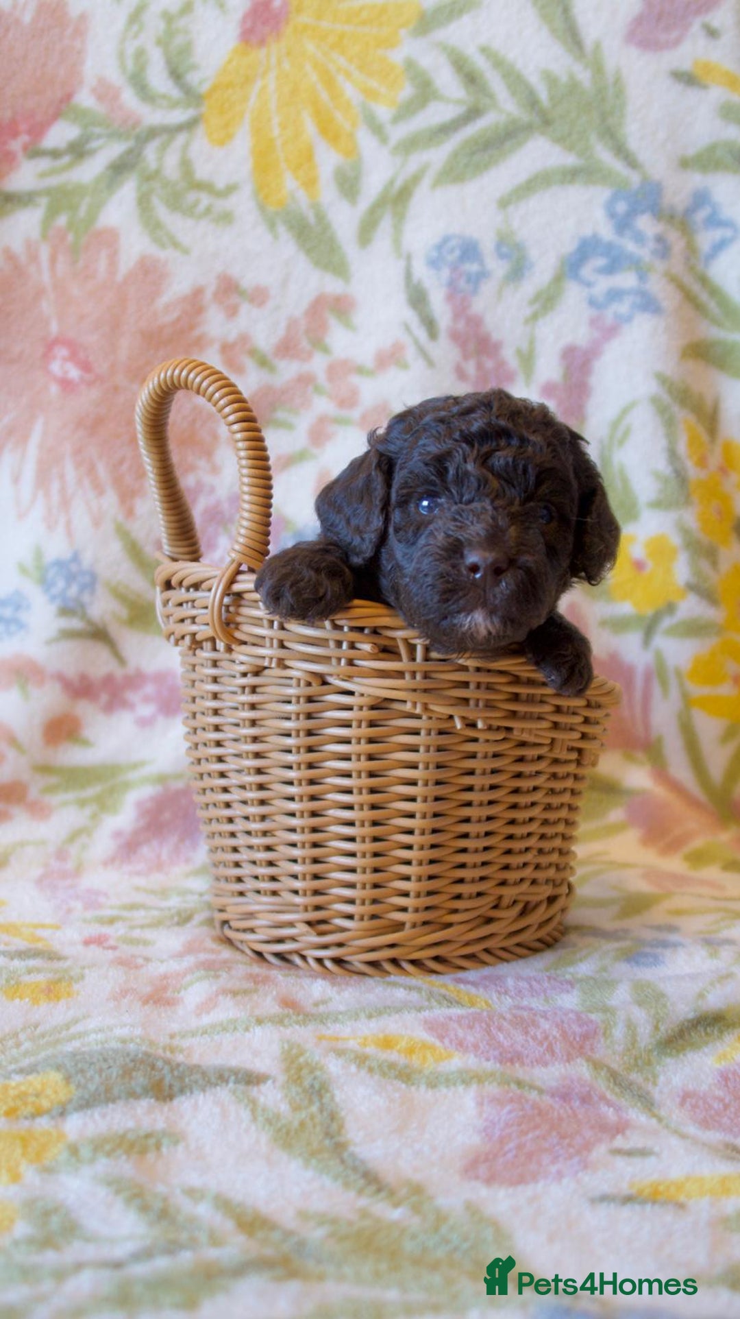 Miniature Poodle dogs for sale: Health tested, Brown, Mini x Toy Poodle puppies - Advert 3