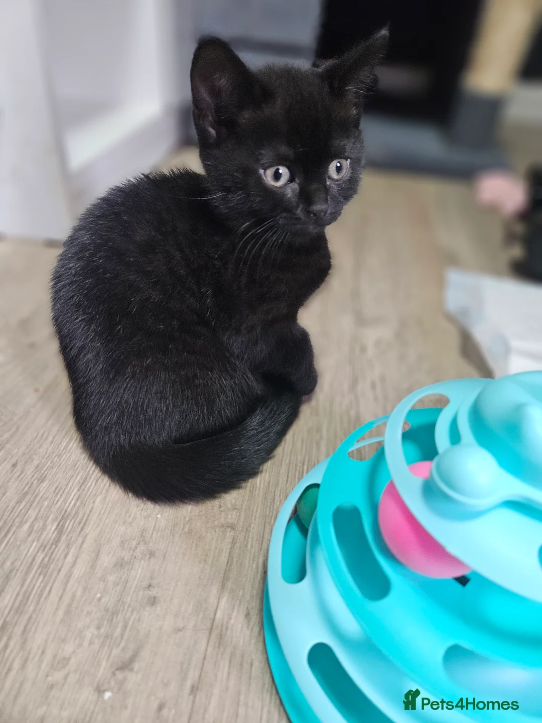 Mixed Breed cats for sale: mixed breed kittens - Advert 5