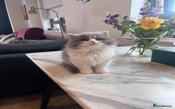 British Shorthair cats for sale: BRITISH SHORTHAIR KITTENS 🐱 - Image 4