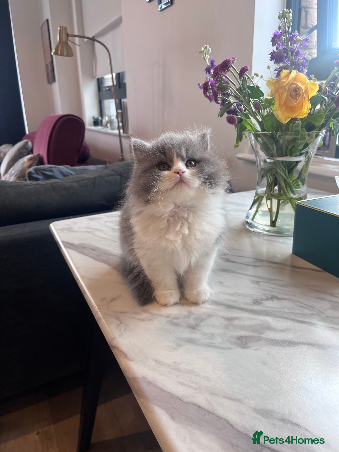 British Shorthair cats for sale: BRITISH SHORTHAIR KITTENS 🐱 - Image 4