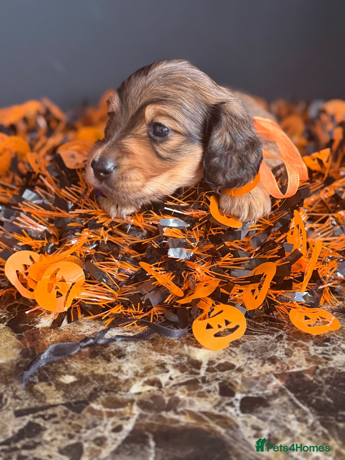 Miniature Dachshund dogs 🏆Champion Lines Minature Dachshunds🏆 - Advert 2
