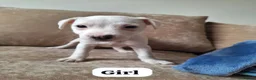 Mixed Breed dogs for sale: ADORABLE Jack Russell pups  - Advert 11
