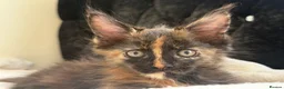 Maine Coon cats for sale: Ready for home pure bred maine coon kittens - Advert 15