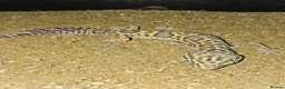 Leopard Gecko reptiles for sale: Baby leopard geckos  - Advert 2