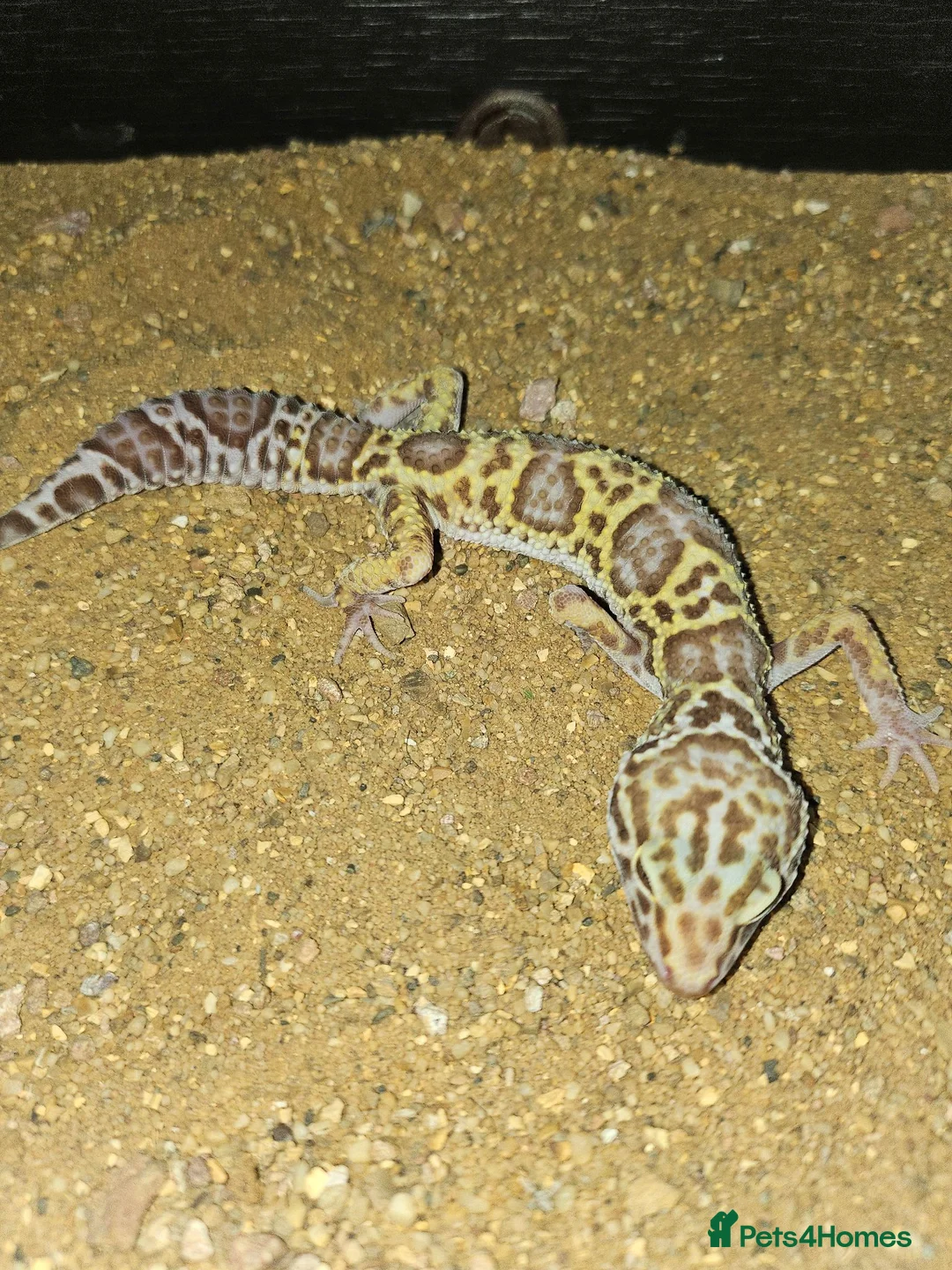 Leopard Gecko reptiles for sale: Baby leopard geckos  - Advert 2