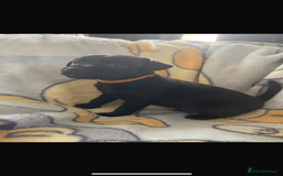 Patterjack dogs for sale: 4 beautiful patterjack boys  - Image 4