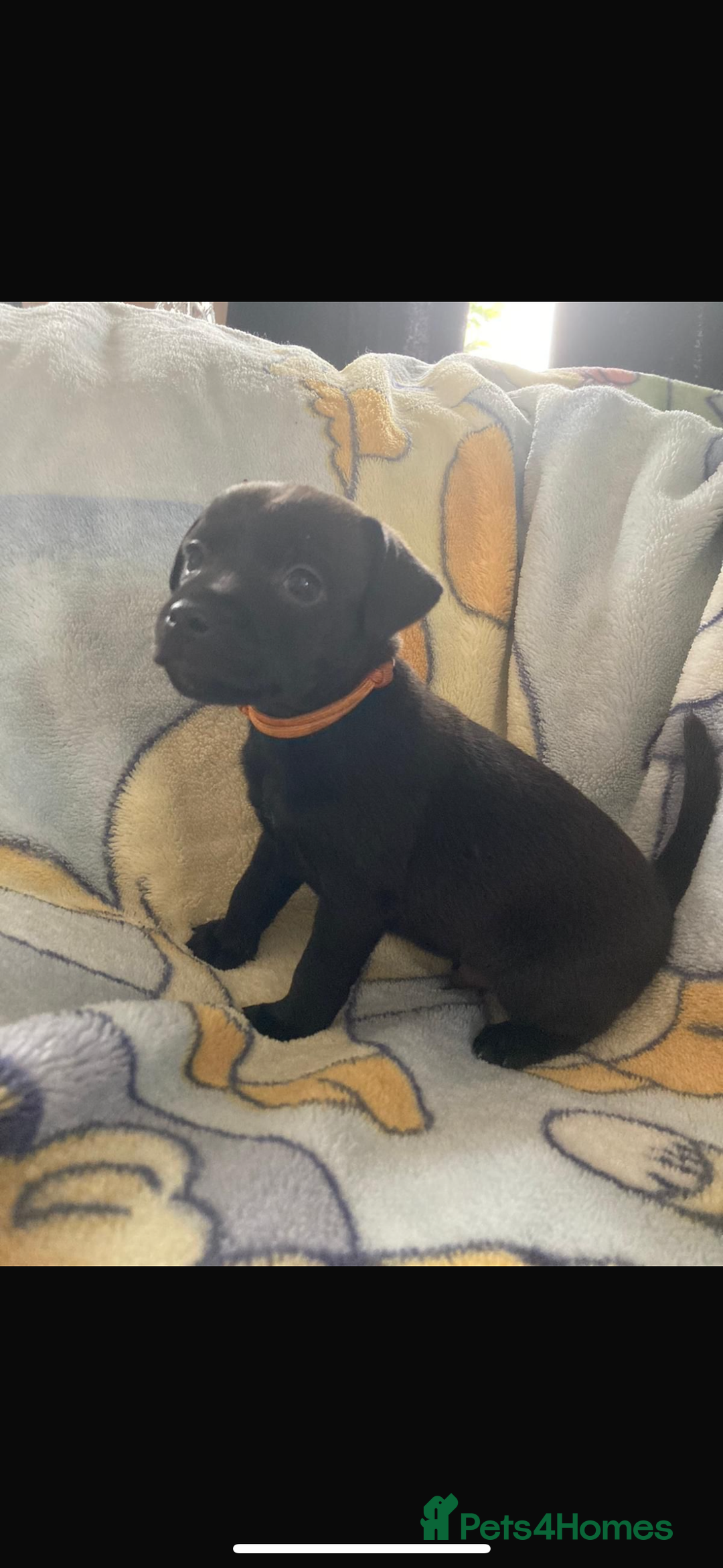 Patterjack dogs for sale: 4 beautiful patterjack boys  - Image 4