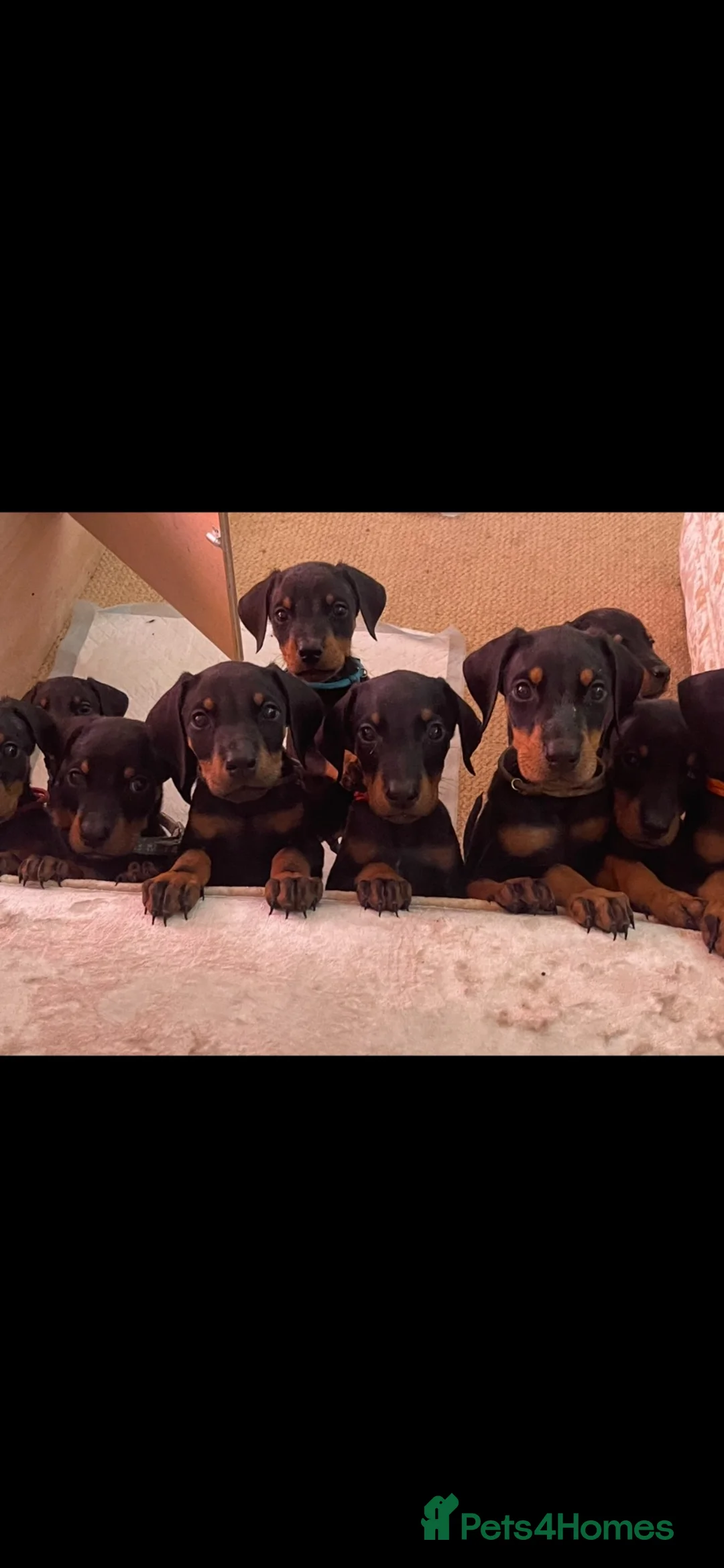 Dobermann dogs for sale: Doberman Puppies - Advert 2