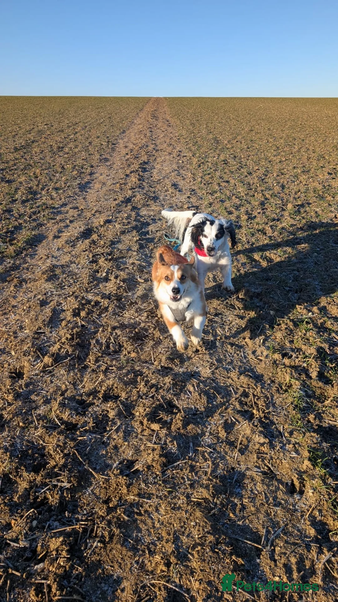 Welsh Corgi Pembroke dogs for sale: Dylan  - Advert 4