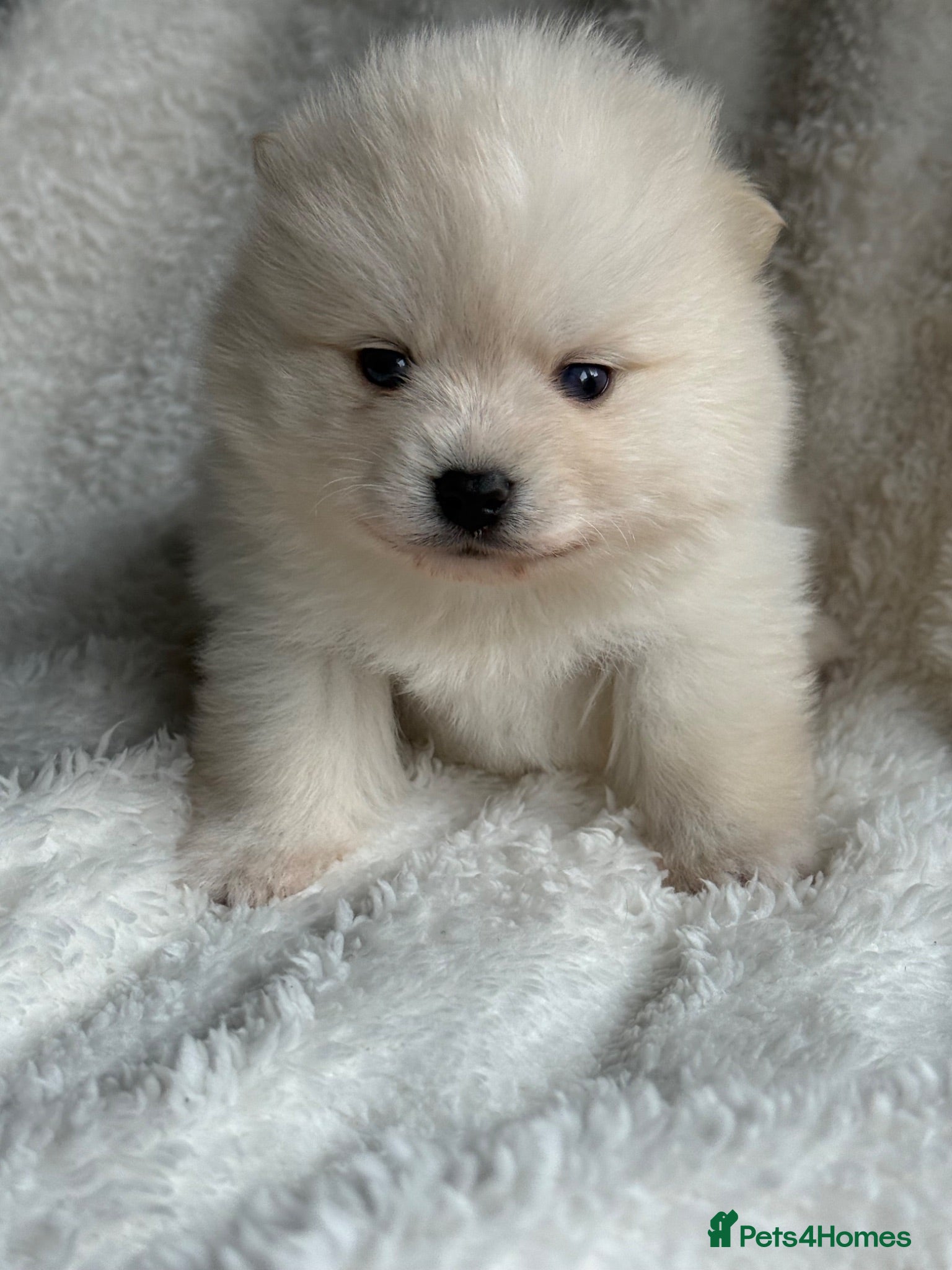 Pomsky dogs Stunning F1B Pomsky’s - Advert 1