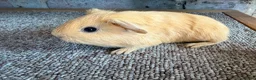 Guinea Pig rodents for sale: Beautiful Buff and Agouti Selfs  - Advert 5