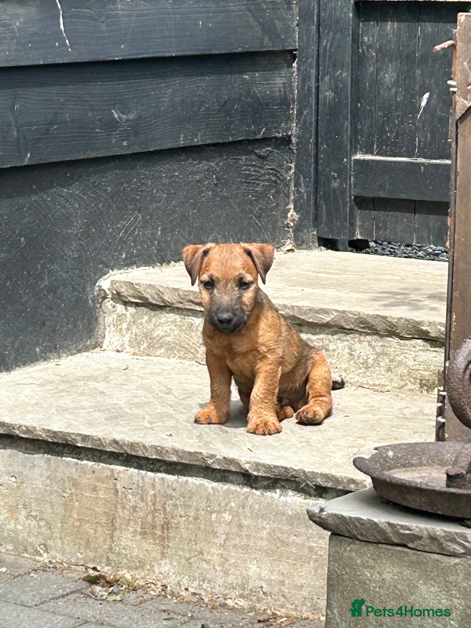 Lakeland Terrier dogs Lakeland puppies for sale - Advert 5