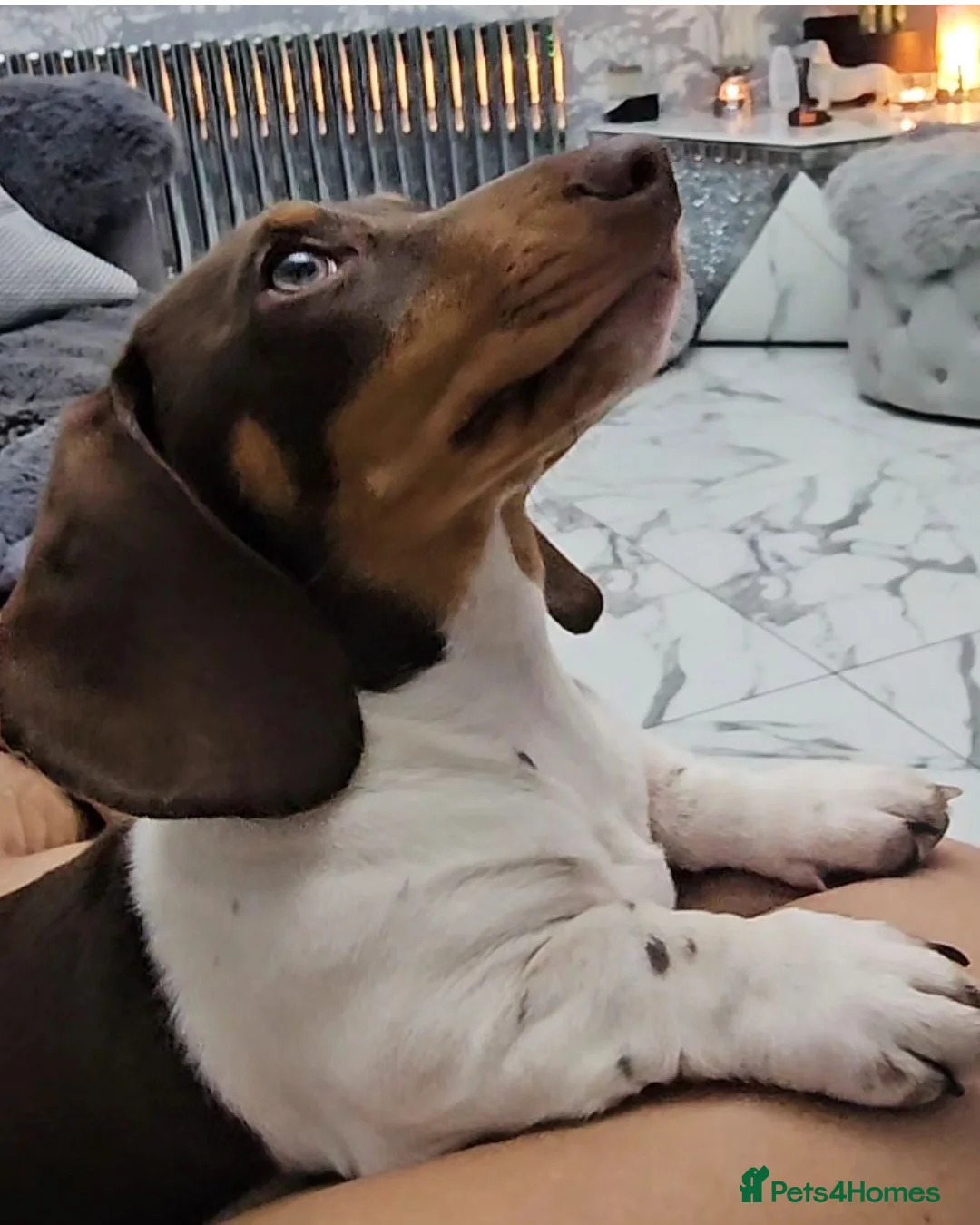 Miniature Dachshund dogs for stud: Piebald miniature Dachshund kc registered  in Blackburn - Advert 22