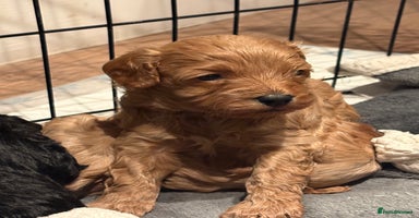 Cavapoo dogs - Advert 14