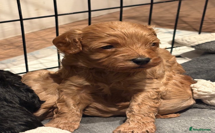 Cavapoo dogs - Advert 9