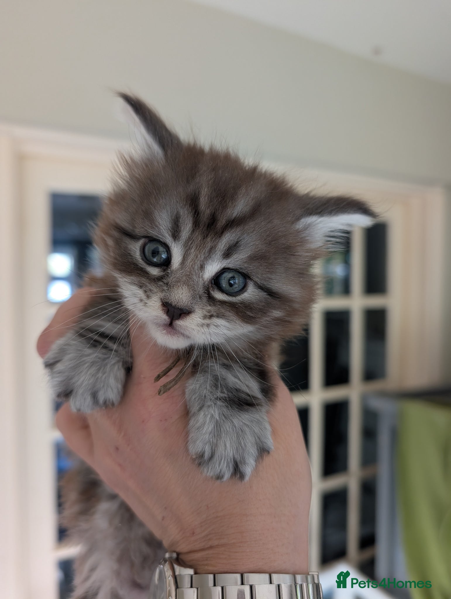 Maine Coon cats Tica Registered Maine coon Kittens  - Advert 1