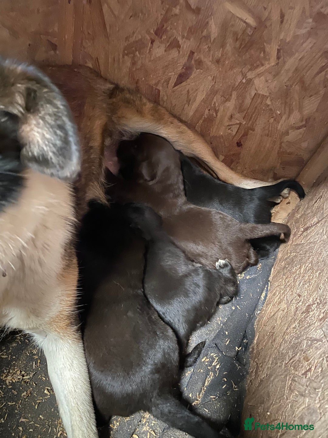 Mixed Breed dogs for sale: Welsh collie x red fox Labrador - Image 5