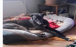 Greyhound dogs for sale: ***FERN RESCUE**ADOPTED & FOREVER HOMES GREYHOUNDS - Image 5