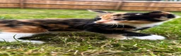 Mixed Breed cats for sale: KittensLooking for Loving Families Half maine coon - Advert 7