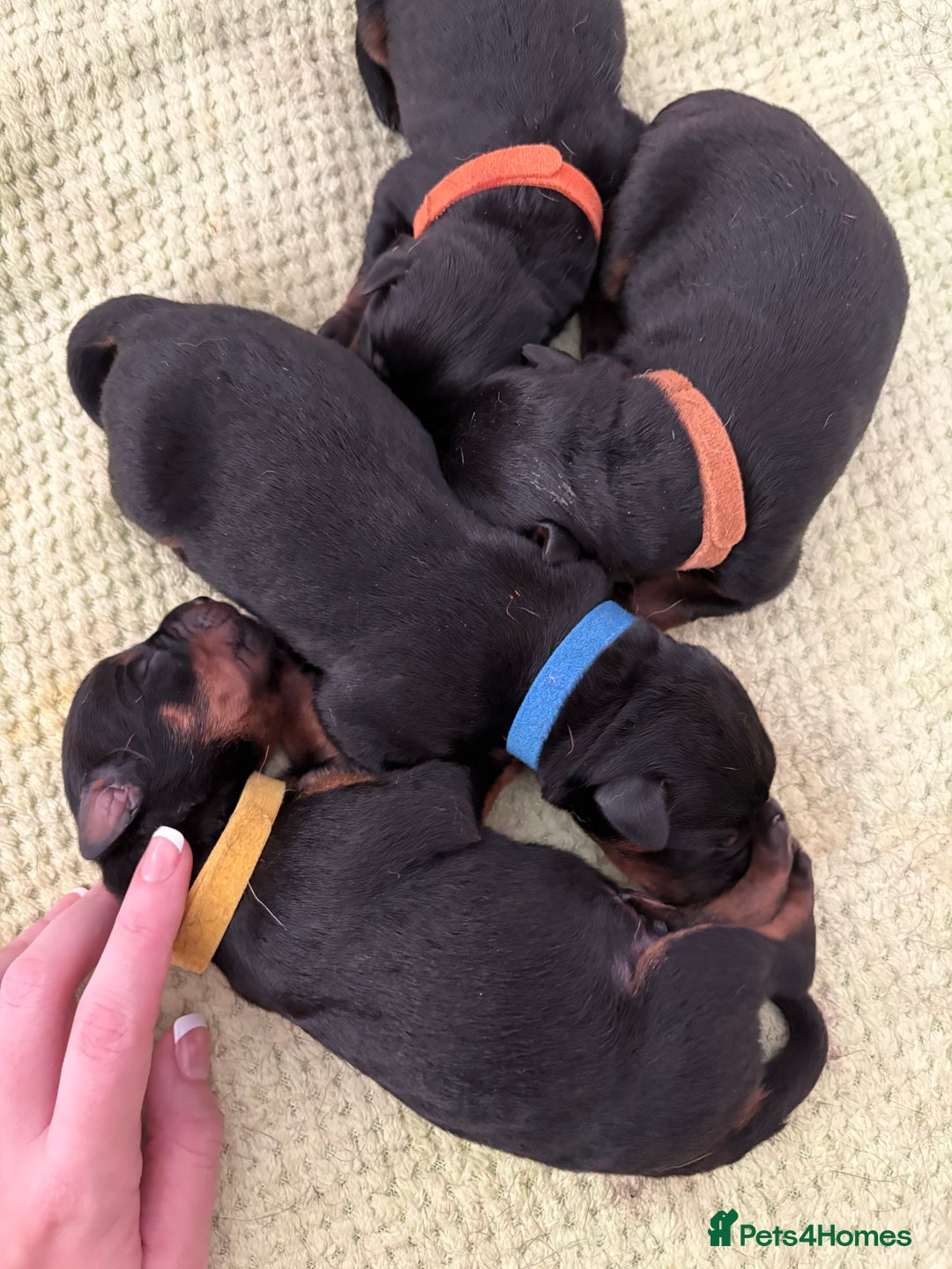 Rottweiler dogs for sale: 4 Gorgeous Rottweiler Puppies - Advert 21