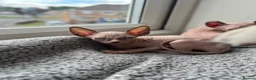 Sphynx cats for sale: Sphynx main characters - Advert 5