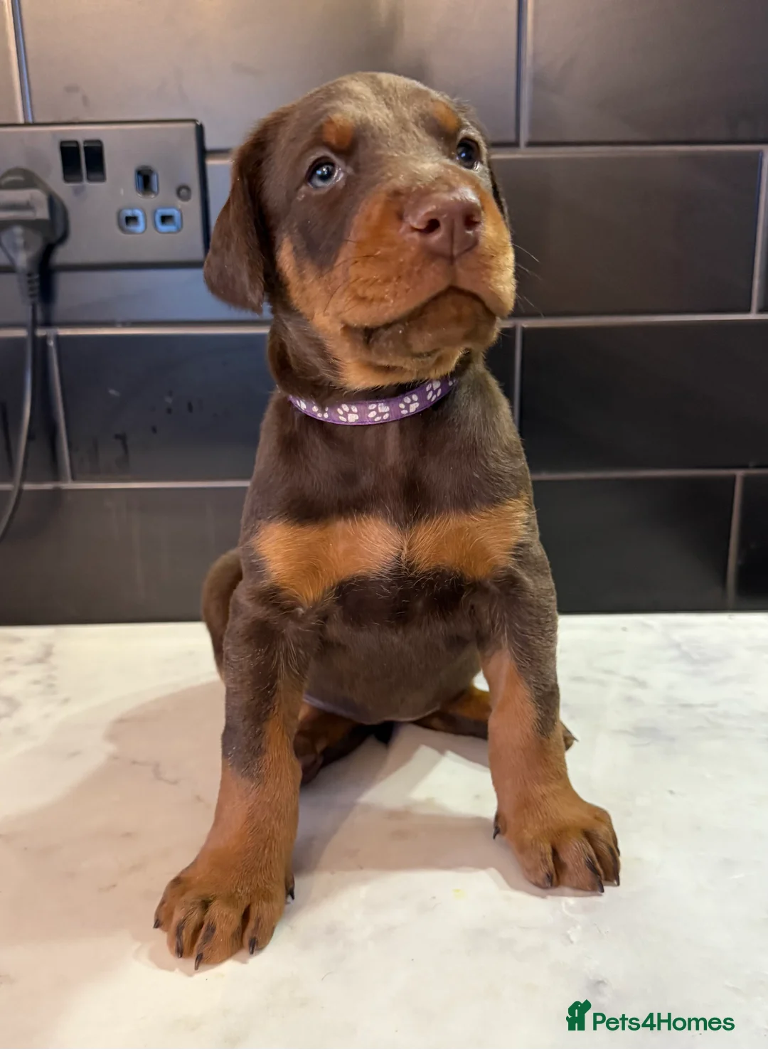 Dobermann dogs for sale: OUTSTANDING FULL EUROPEAN DOBERMAN - Advert 21