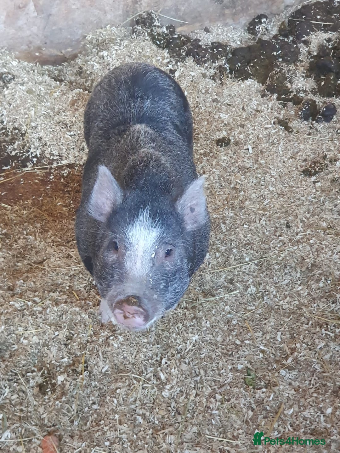Pig livestock for sale: Mini juliana micro pigs  - Advert 6